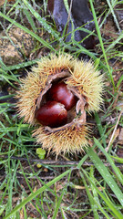 Freshly picked chestnuts from the tree. Chestnuts in autumn. Chestnuts in a shell