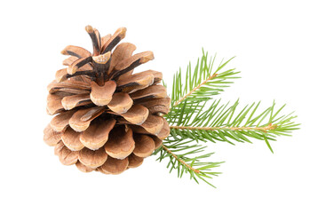 Cone with branch of Christmas tree isolated on white background	
