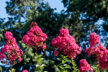 Crape Myrtle (Lagerstroemia indica) in park, Los Angeles, California, USA