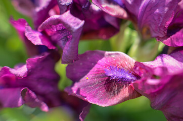 A closeup of a black velvet bearded iris Iridaceae flower