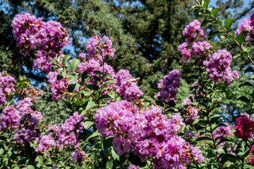 Crape Myrtle (Lagerstroemia indica) in park, Los Angeles, California, USA