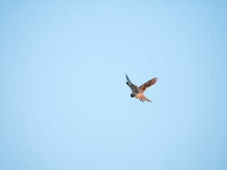 Common kestrel, Falco tinnunculus, hovering while hunting on prey