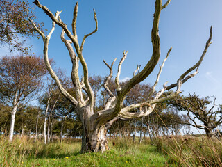 Old dead oak tree, Quercus robur, with bare branches in nature reserve on West Frisian island Vlieland, Netherlands