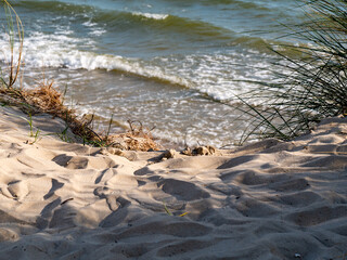 Sand dunes with marram grass or beachgrass, Ammophila arenaria, at Waddensea coast of Vlieland, Netherlands