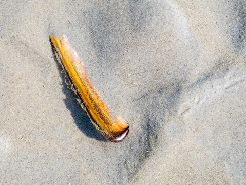 Grooved razor shell, Solen marginatus, in sand at ebb of Waddensea, Netherlands