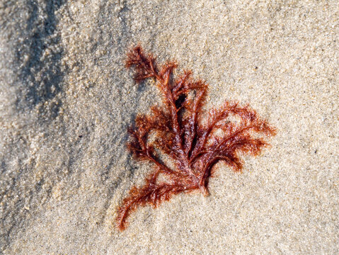 Red algae, Rhodophyta, washed on sand flat at low tide of Waddensea, Netherlands