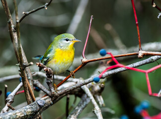 Northern Parula (Setophaga americana), a small warbler, in its fall and winter foliage as it proceeds South on its annual migration. 