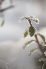 The plants were covered with frost in the frost, after a snowfall in December before the new year.