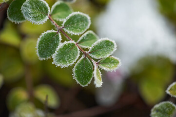 The plants were covered with frost in the frost, after a snowfall in December before the new year.