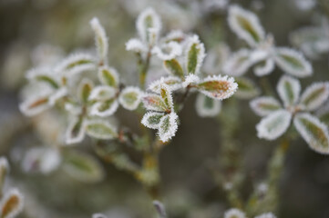 The plants were covered with frost in the frost, after a snowfall in December before the new year.