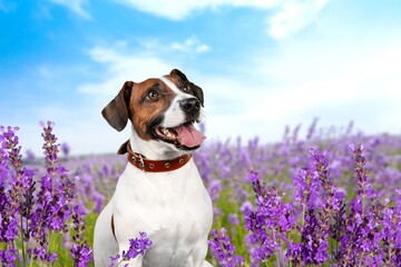 Dog in lavender flowers. Lovely pet on field. Pet in nature