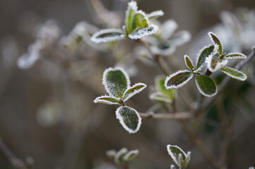 The plants were covered with frost in the frost, after a snowfall in December before the new year.