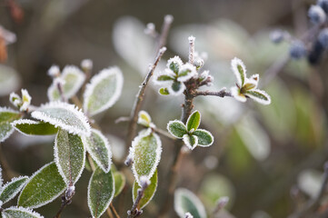 The plants were covered with frost in the frost, after a snowfall in December before the new year.