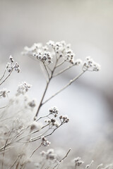 The plants were covered with frost in the frost, after a snowfall in December before the new year.