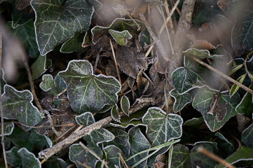 The plants were covered with frost in the frost, after a snowfall in December before the new year.