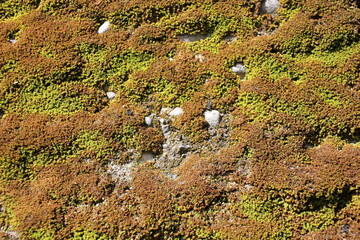 Naklejka na ściany i meble moss on the rocks