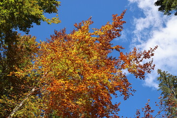 The warm colors of autumn, Dolomites, Italy