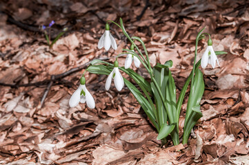 Crimean Snowdrop (Galanthus plicatus) in beech forest, Angarskyi Pass area, Crimea