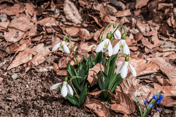 Crimean Snowdrop (Galanthus plicatus) in beech forest, Angarskyi Pass area, Crimea