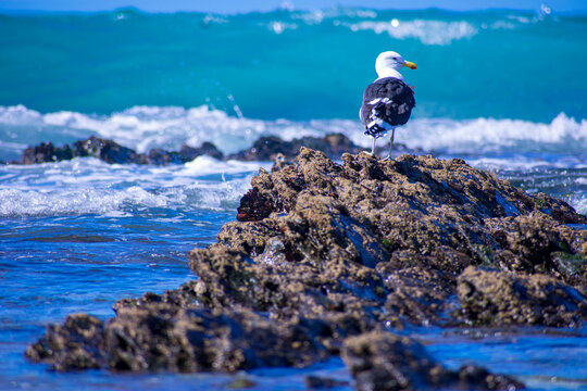 Seagull on rocks jbay South Sfrica