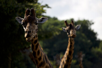 Giraffe looking happy
