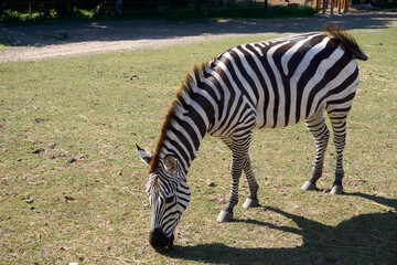 close up of beautiful zebra in sunshine under blue sky