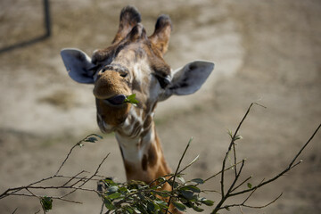 Baby Giraffe munching - obrazy, fototapety, plakaty