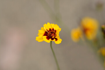 Obraz premium Plains tickseed
