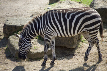 Fototapeta na wymiar Zebra grazing 