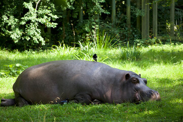 Hippopotamus looking at the camera and a Magpie