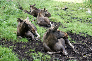 group of moose lying in the grass