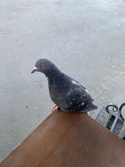 pigeon on the stone