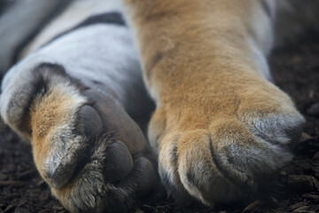 Amur Tiger lovely paws