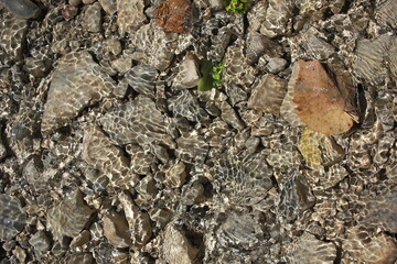 bark of a tree
