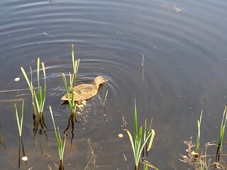 frog in the pond