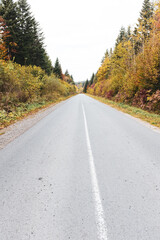 Asphalt road in the autumn forest