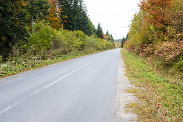 Asphalt road in the autumn forest