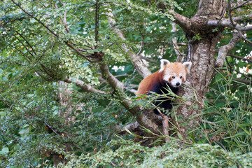 red panda sitting on a tree and looking at camera