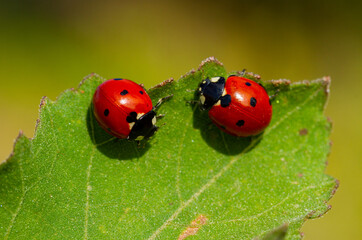 ladybug sitting on a green leaf