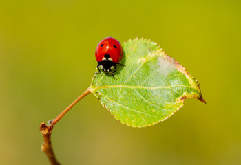 ladybug sitting on a green leaf