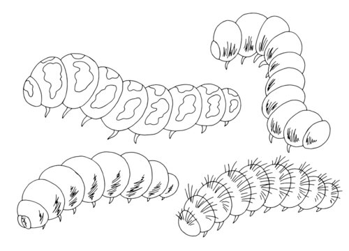 Caterpillar set graphic black white isolated sketch illustration vector