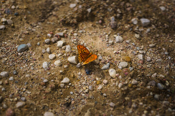 Butterfly taking a rest.