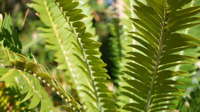 Cycad fern leaves in forest, California USA. Green fresh juicy natural botanical leafage. Encephalartos or zamiaceae dioon palm lush foliage. Tropical jungle rainforest woods atmosphere garden design.