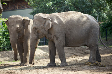 Couple of Elephants eating