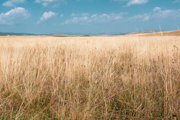 yellow grass and blue sky