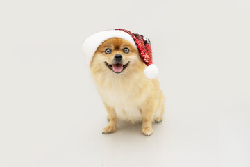 Happy pomeranian dog celerating christmas sitting and wearing a red santa claus hat. Isolated on gray background