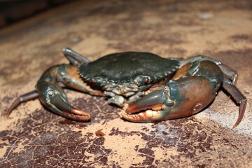 
The large crab is suitable for many dishes such as curry, boiled, steamed, grilled.