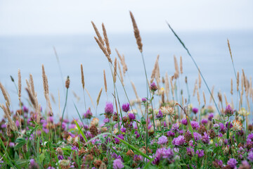 Clover spikelets of grass. Herbs. Motley grass growing at Atlantic Ocean coast in France