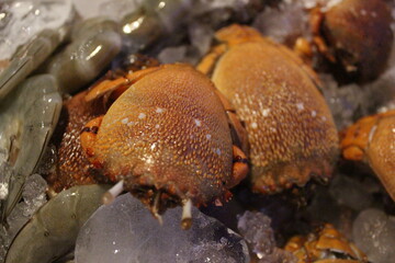 Cicada Crabs are ready for cooking. Whether grilled or steamed, it's delicious.
