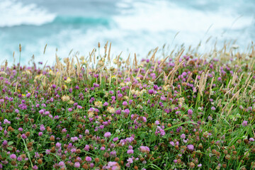 Clover. Herbs. Motley grass growing at Atlantic Ocean coast in France